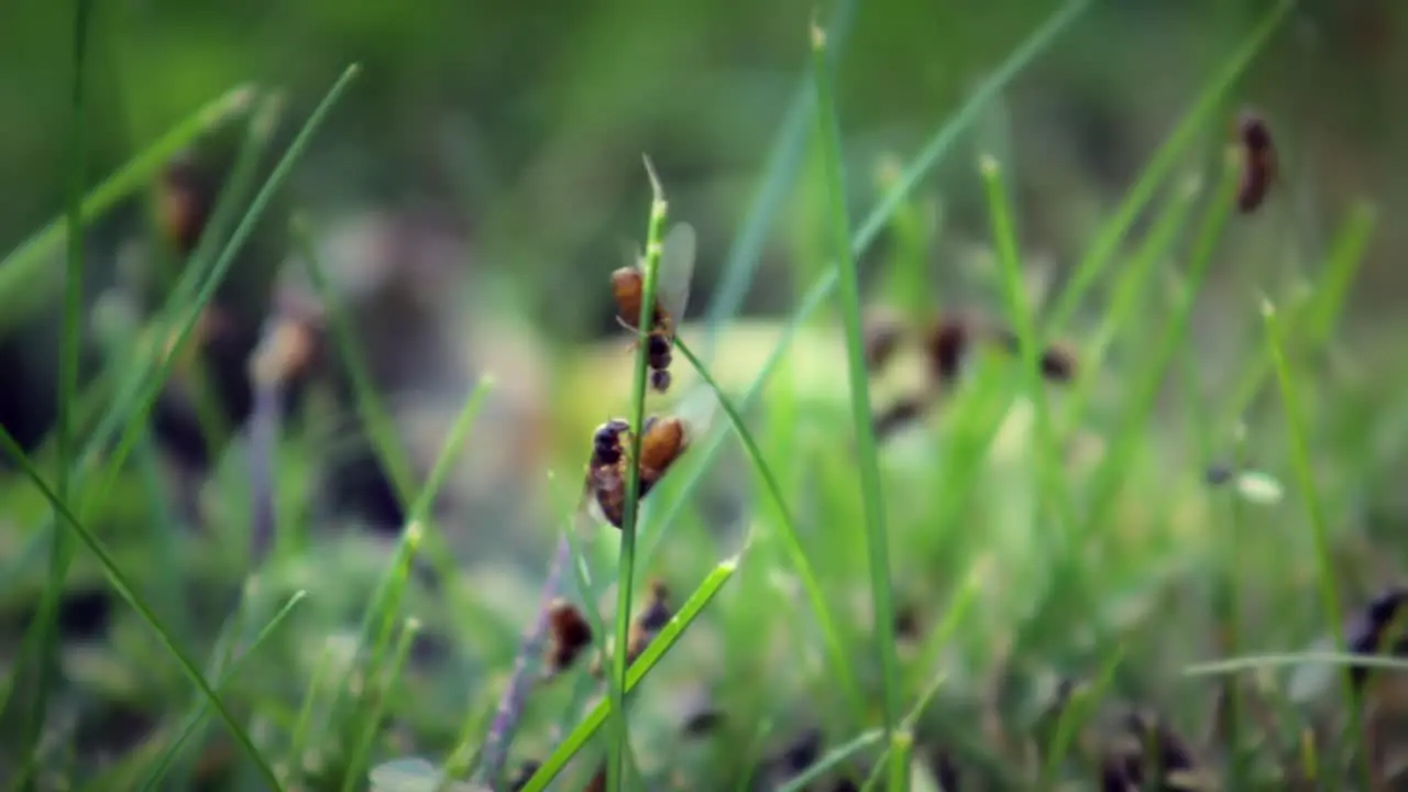 Queen Ants In Grass