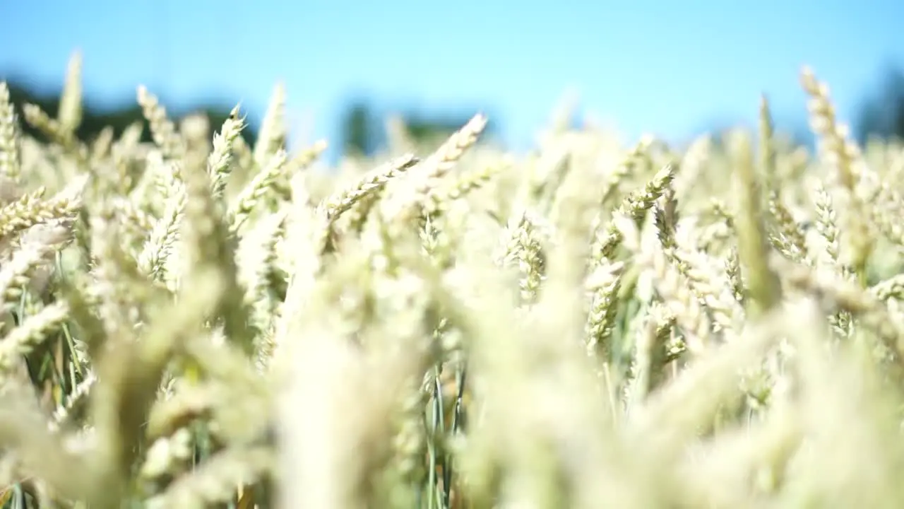 Wheatfield in Sunshine 