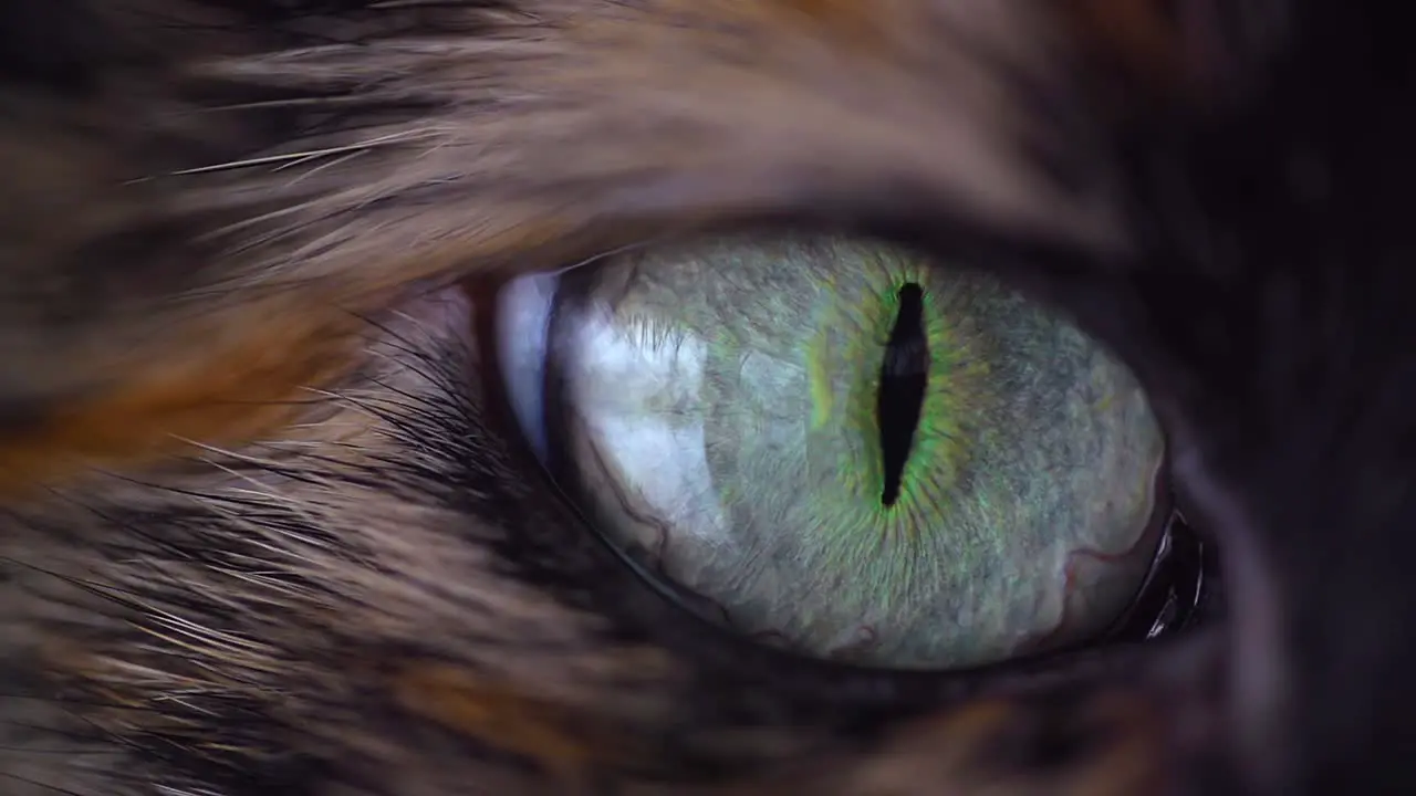 Cat Eye Macro