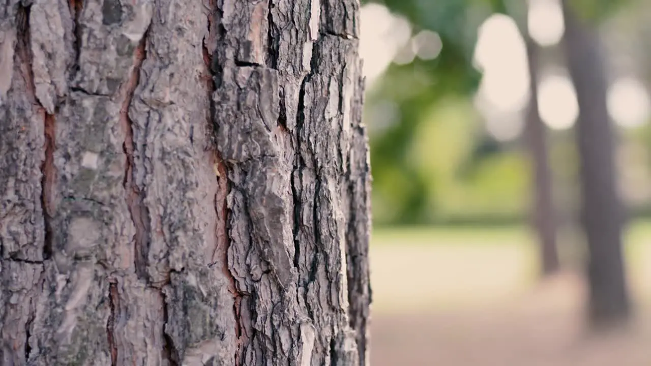 Tree Trunk With a Blurred Background