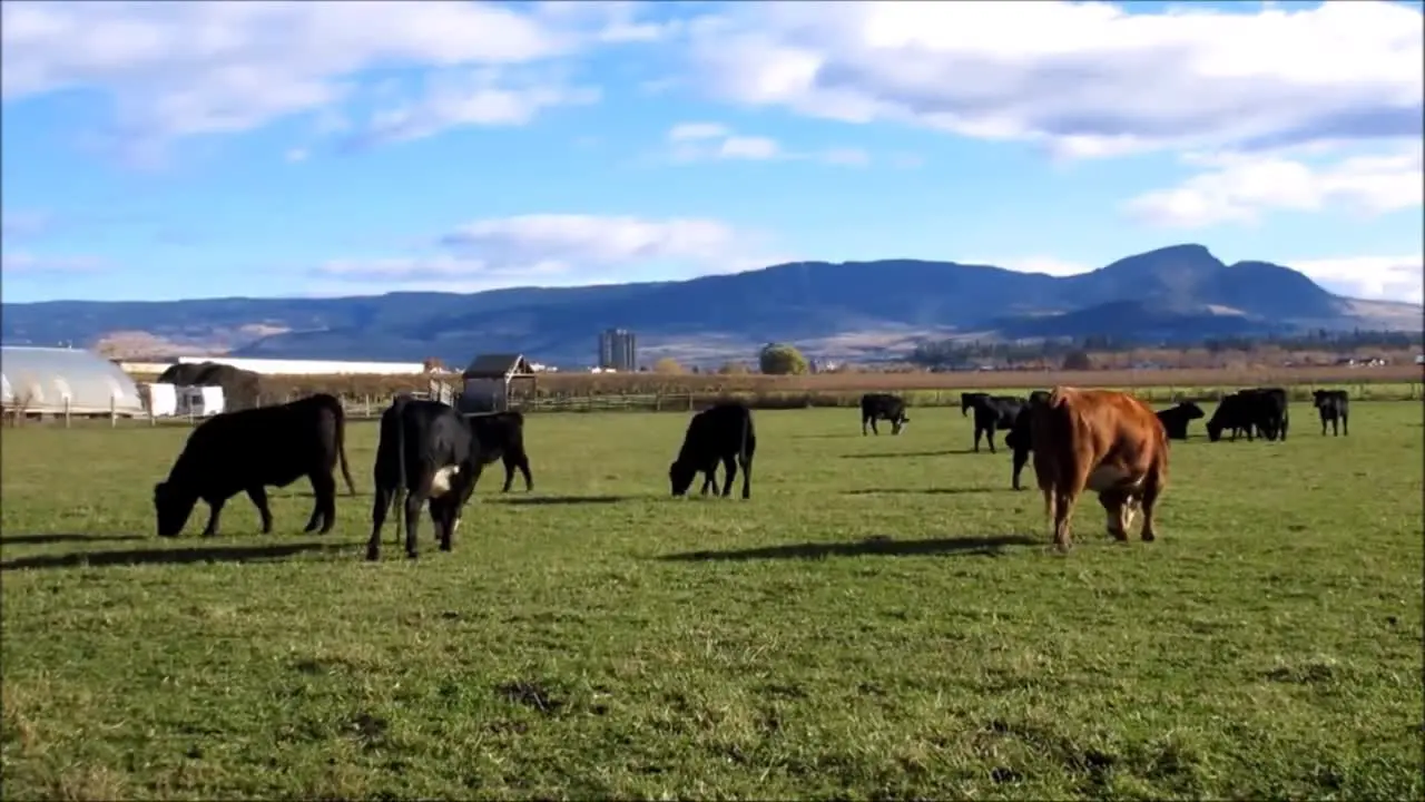 Cows Grazing on a Farm