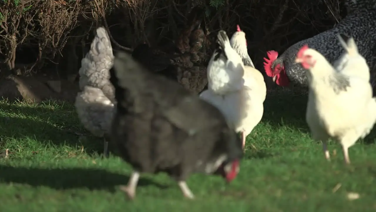 Chickens Outside 2