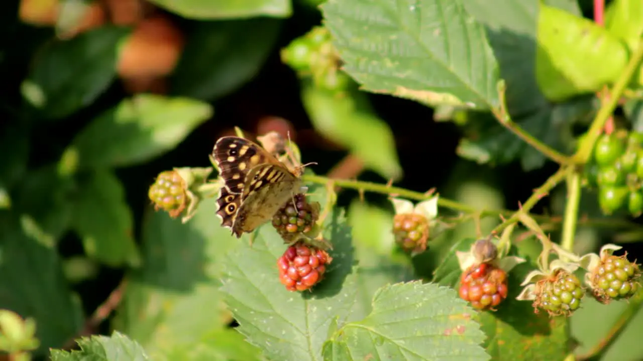 Butterfly and Blackberries