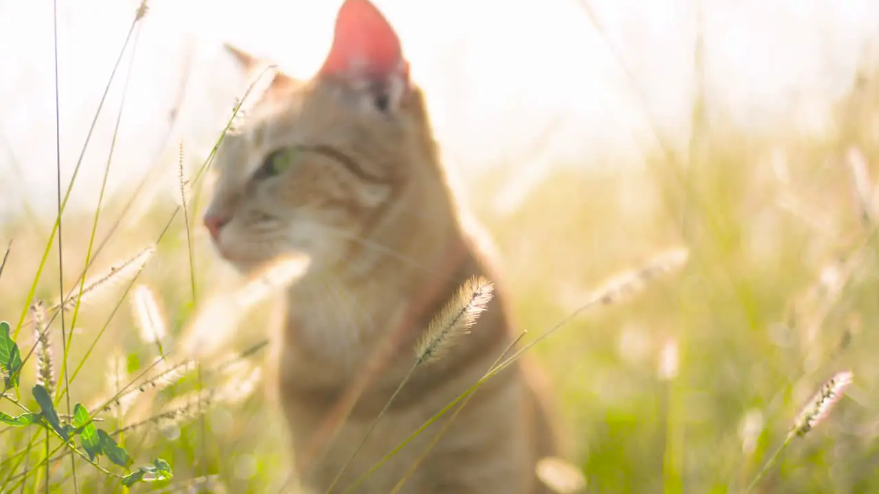 Cat in the Sun