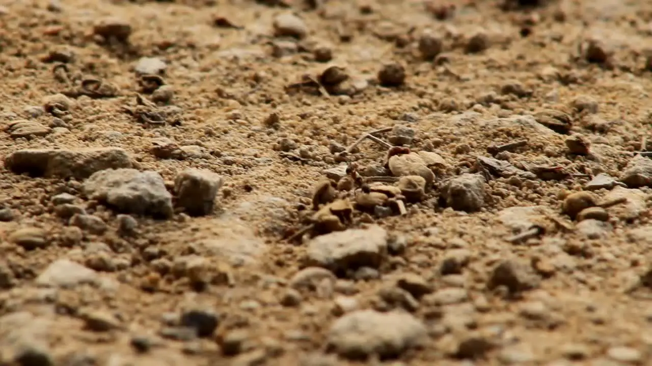 Ant Crawling in Sand