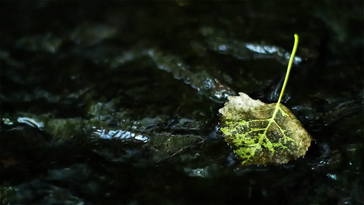 Leaf in a Stream