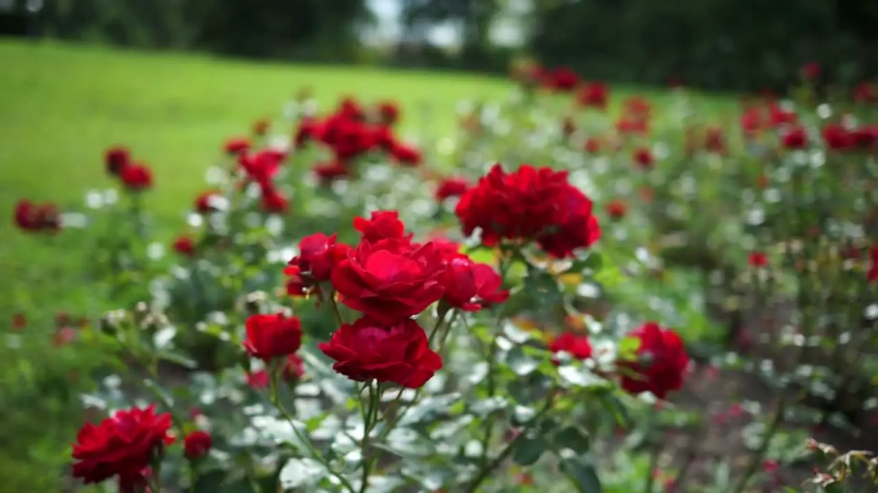 Red Roses on a Sunny Day