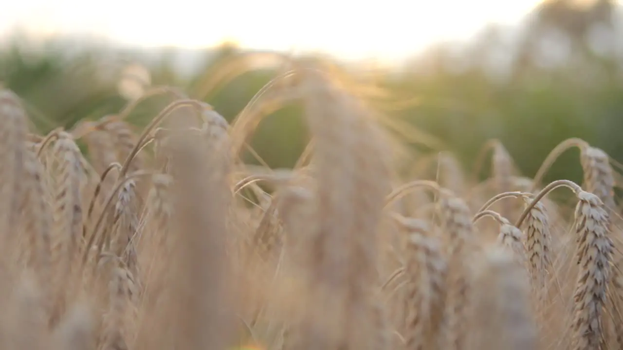 Sunny Cornfield Pan