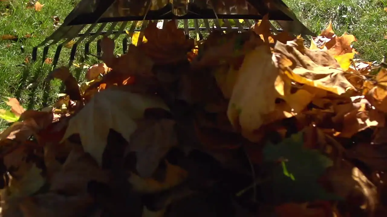 Raking Leaves POV