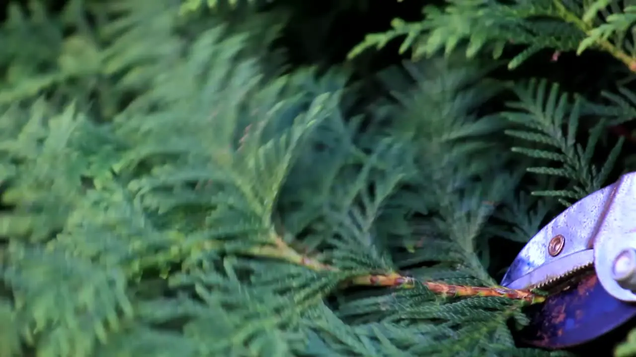 Pruning a Bush