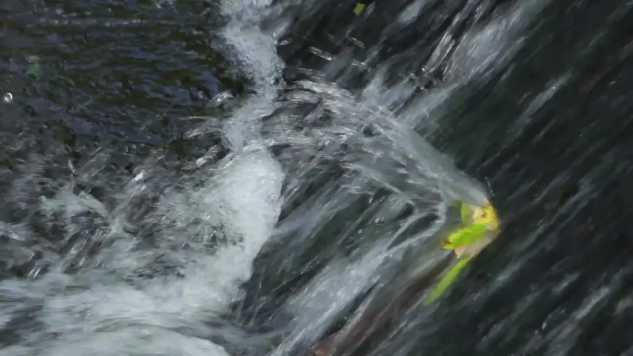 Waterfall Interrupted by a Leaf (closeup)