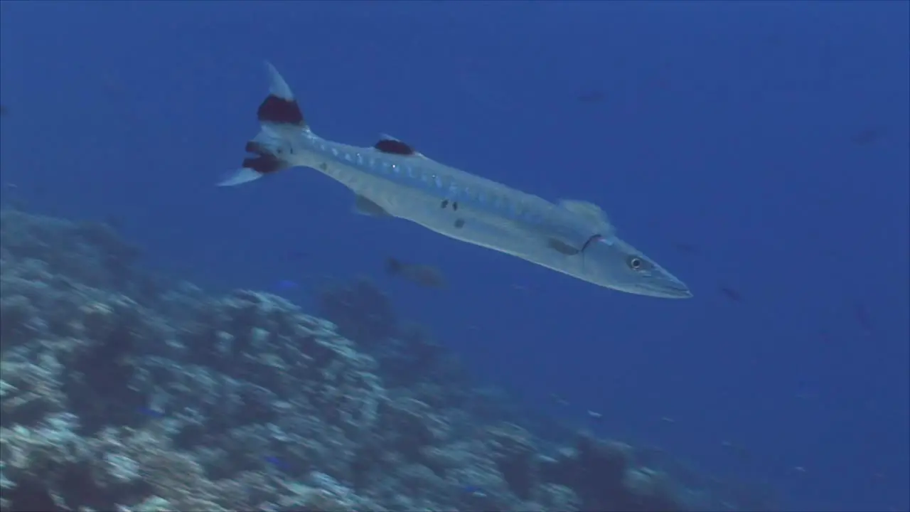 Barracuda on Coral Reef