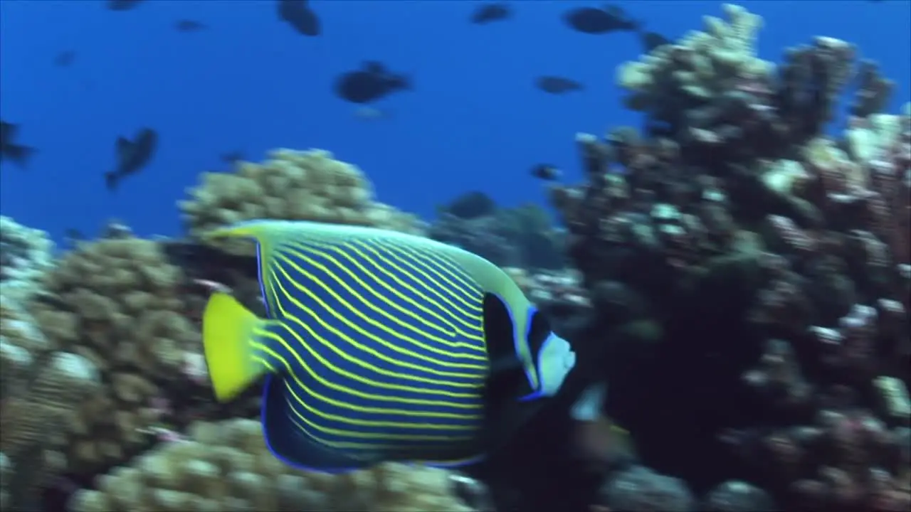 Tropical Fish Emperor Angelfish