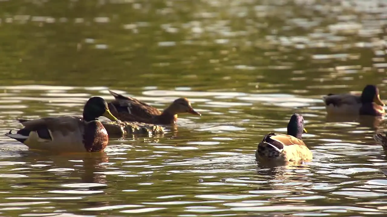 Ducks in a Pond in Super Slow Motion