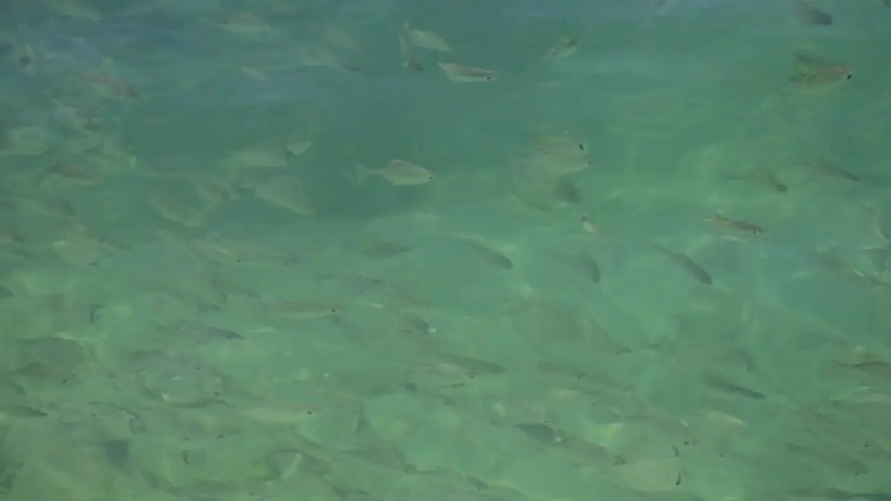 Fish Swimming Near Shore