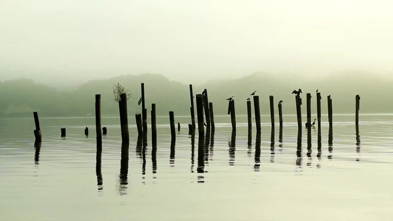 Birds on Posts