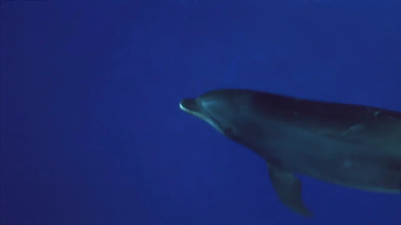 Close Up Shot of a Dolphin