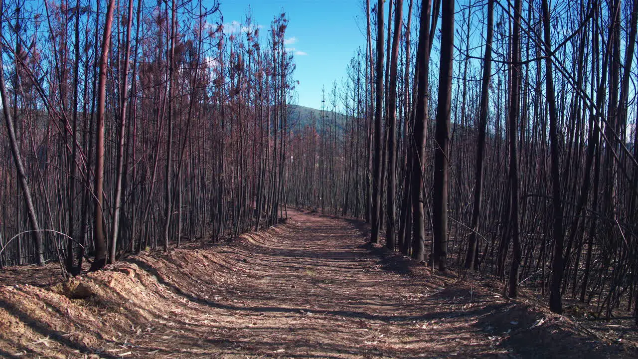 Stunning cinematic tracking shot through a burnt forest