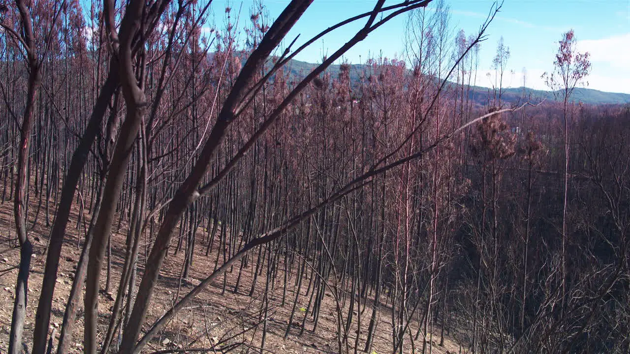 Stunning cinematic tracking shot of a charred forest