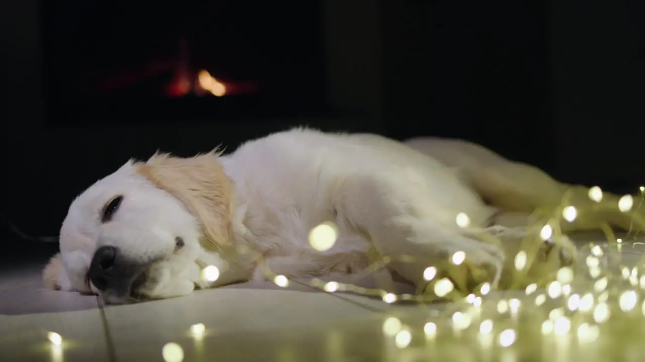 A cute golden retriever sleeps near a garland with a fire burning in the fireplace in the background Winter and Christmas with a pet in the house