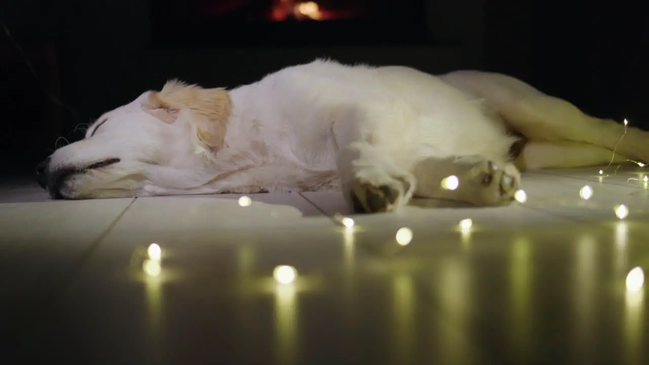 Tilt shot A cute golden retriever sleeps near a garland with a fire burning in the fireplace in the background Winter and Christmas with a pet in the house