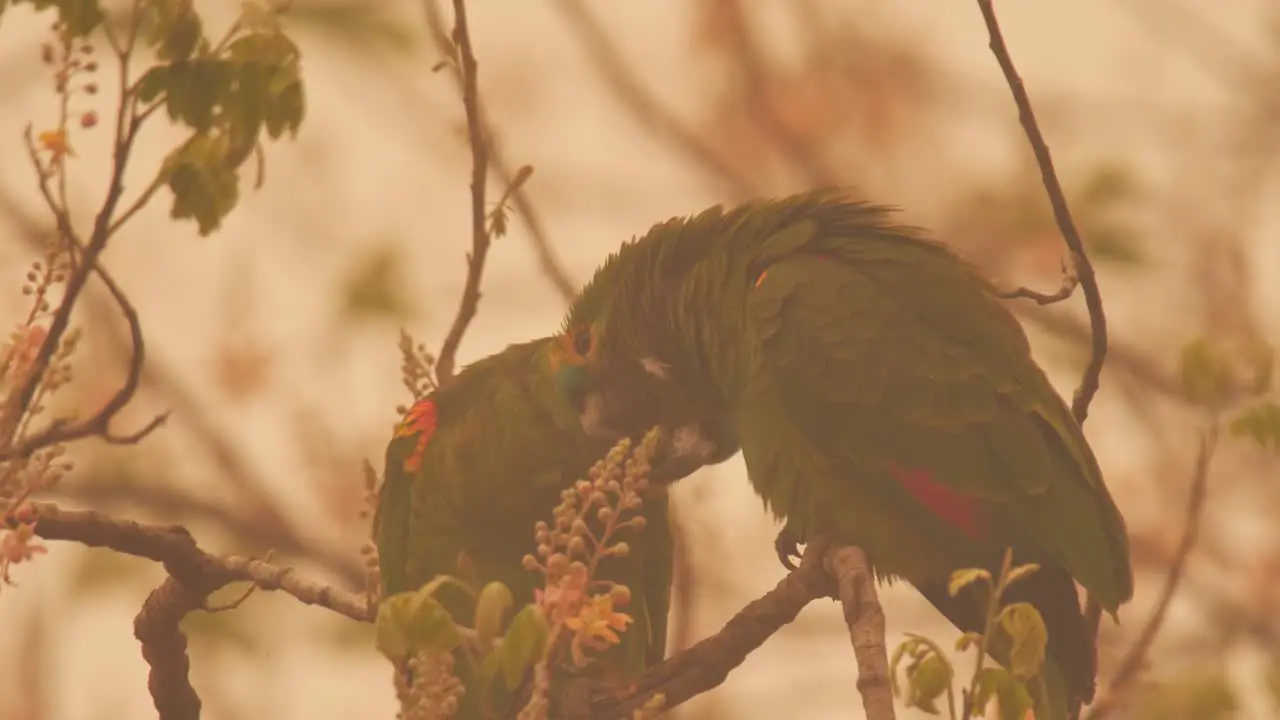 Parrots loving each other during wildfire 2020 in Brazil