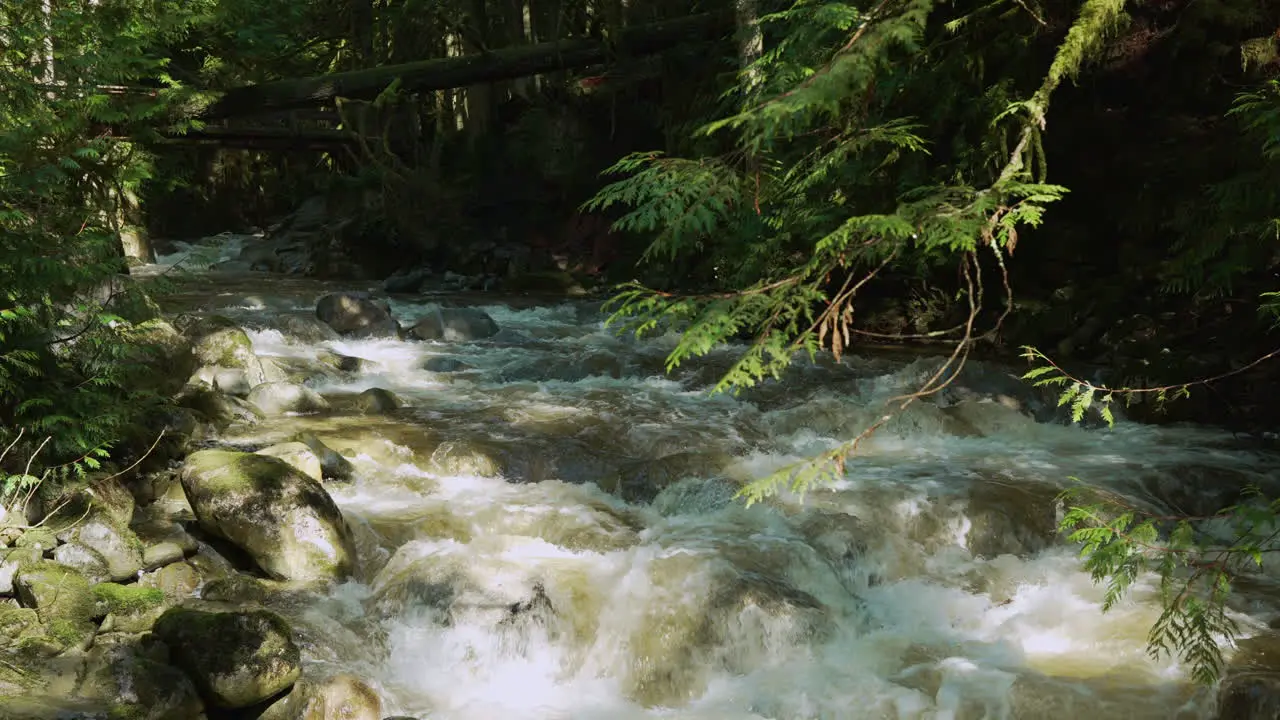 Cascading stream in a dark and mossy forest