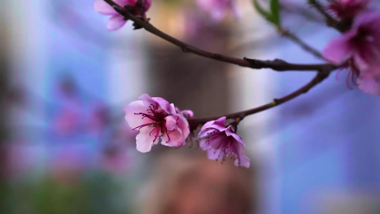 Foreground blooming flowers reveal attractive blonde woman on