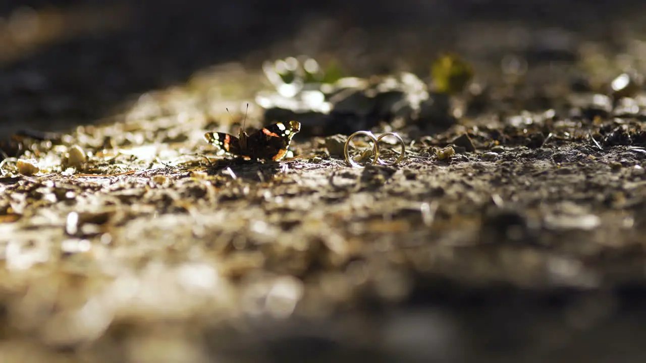 Cinematic Shoot Of Wedding Rings