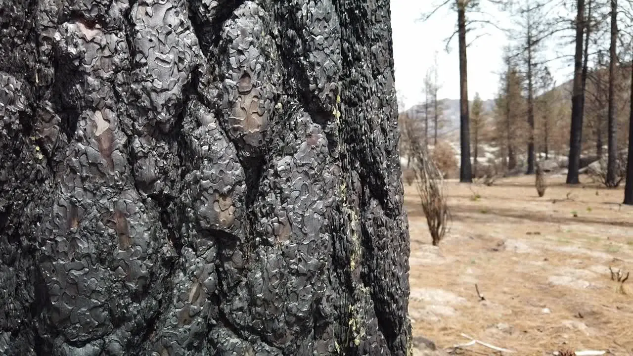 Panning up close up shot of a burned tree trunk from a wild fire several years prior near Idyllwild California