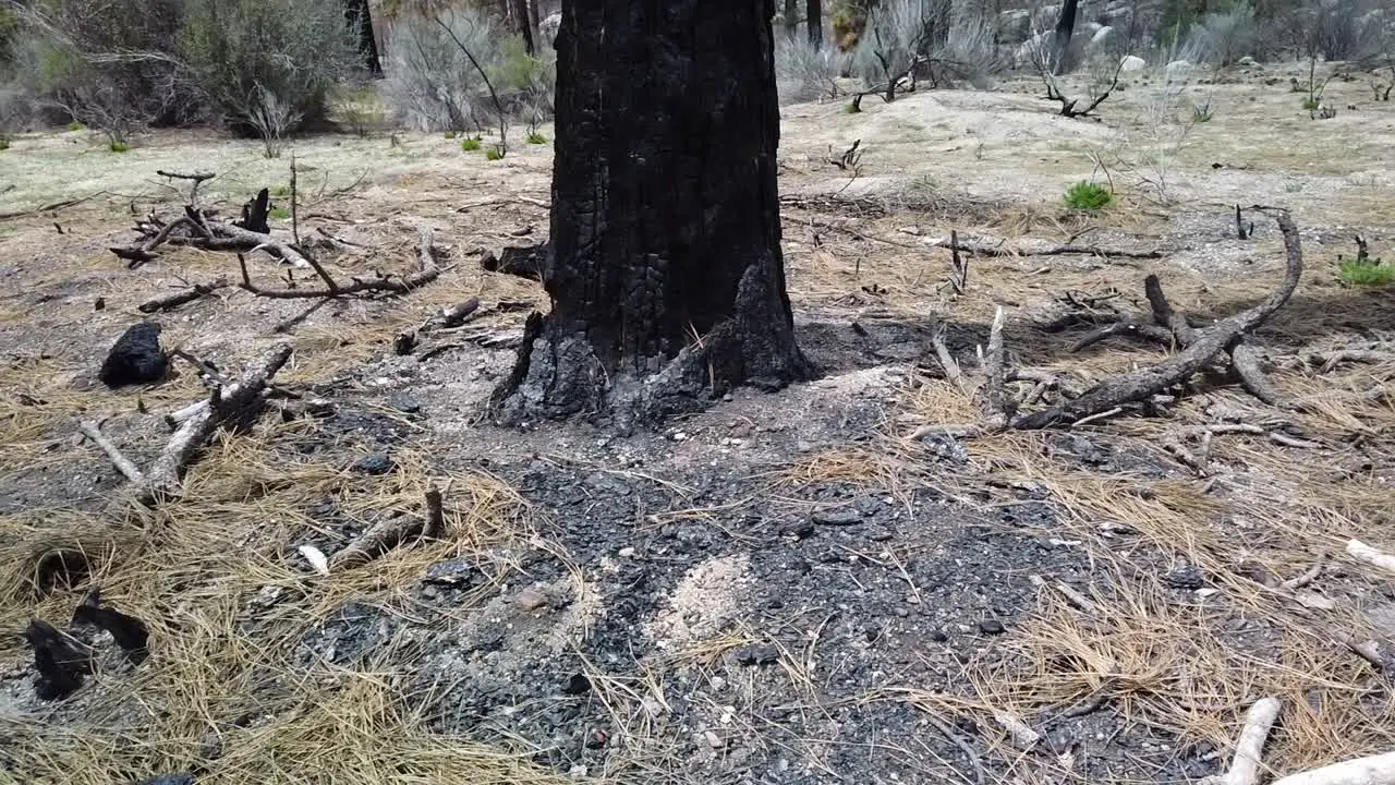 Panning left shot of a burned tree trunk and surrounding area from a wild fire several years prior near Idyllwild California