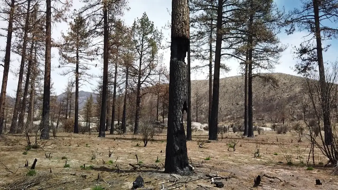 Panning up shot of the area around a badly burned tree from a wildfire several years ago near Idyllwild California