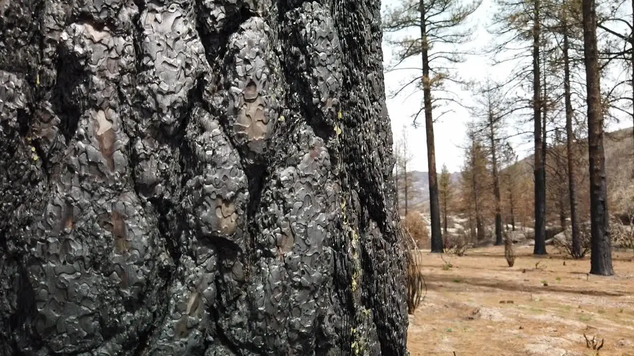 Panning down close up shot of a burned tree trunk from a wild fire several years prior near Idyllwild California