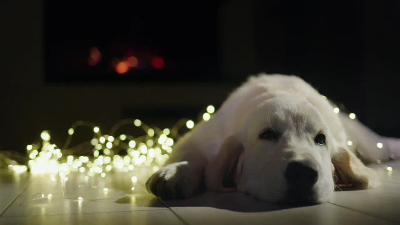 Portrait of a cute dog lying near a glowing holiday garland with a fireplace burning in the background