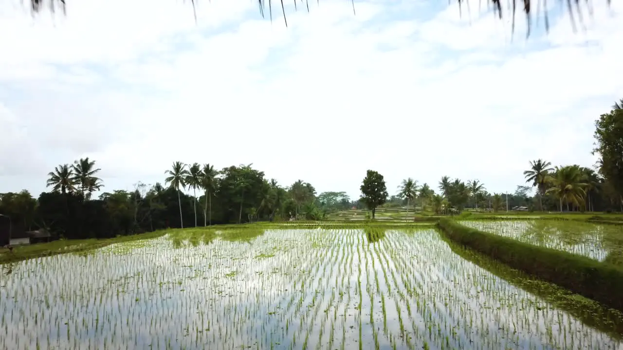 Drone Shot flying through a Vacation Villa over some Rice Paddies in Bali Indonesia