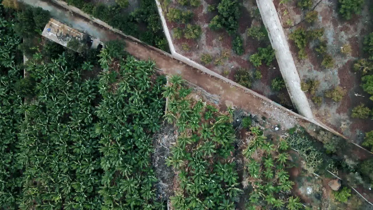 Aerial View of Green Plants Growing in Brown Field in Spain Daytime Shot