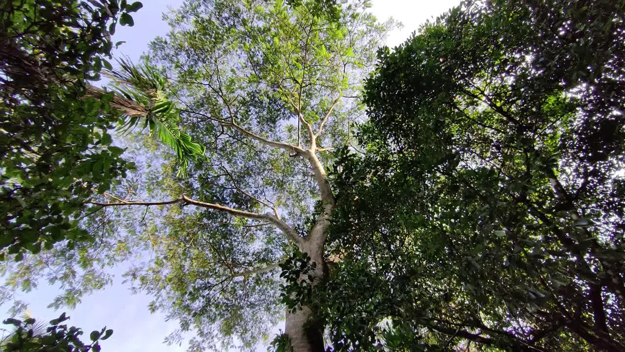 Tree shot to sky to noon