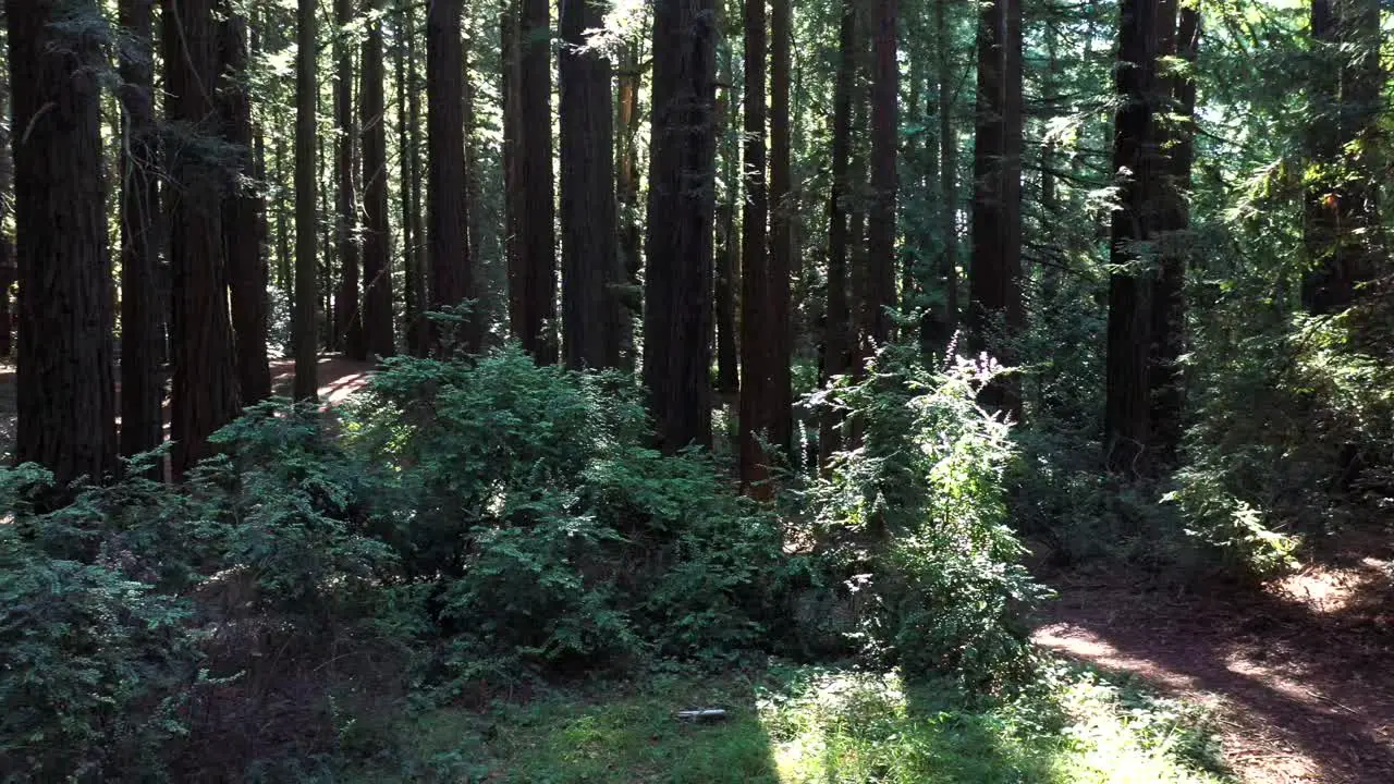 Deeper into the morning forest we see sunbeams and light across the standing trees