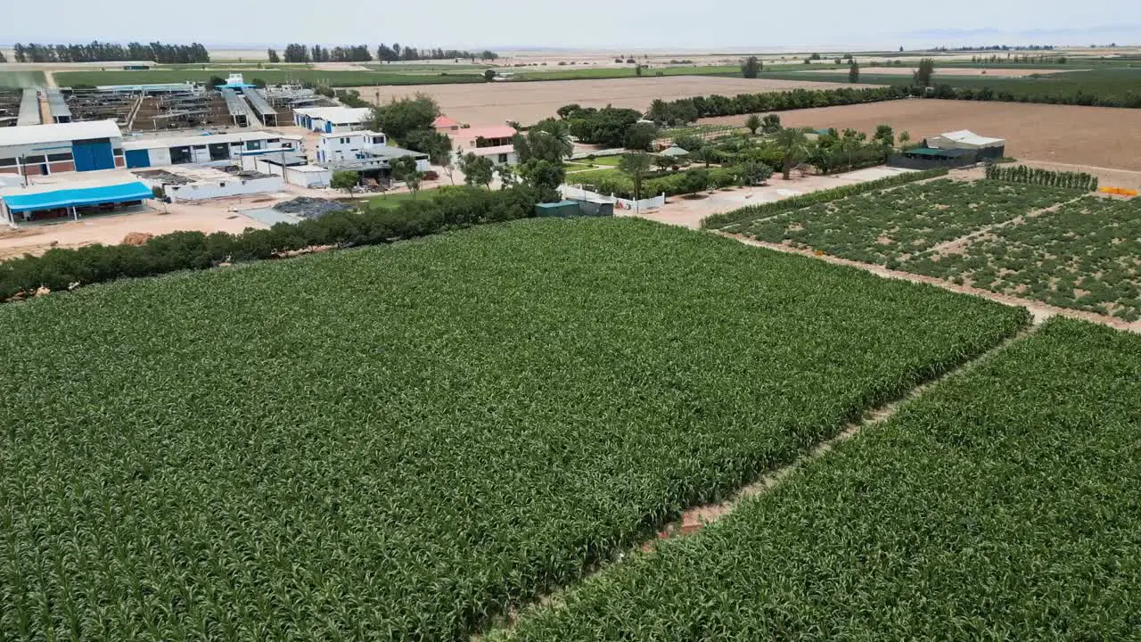 aerial shot of vegetable crops