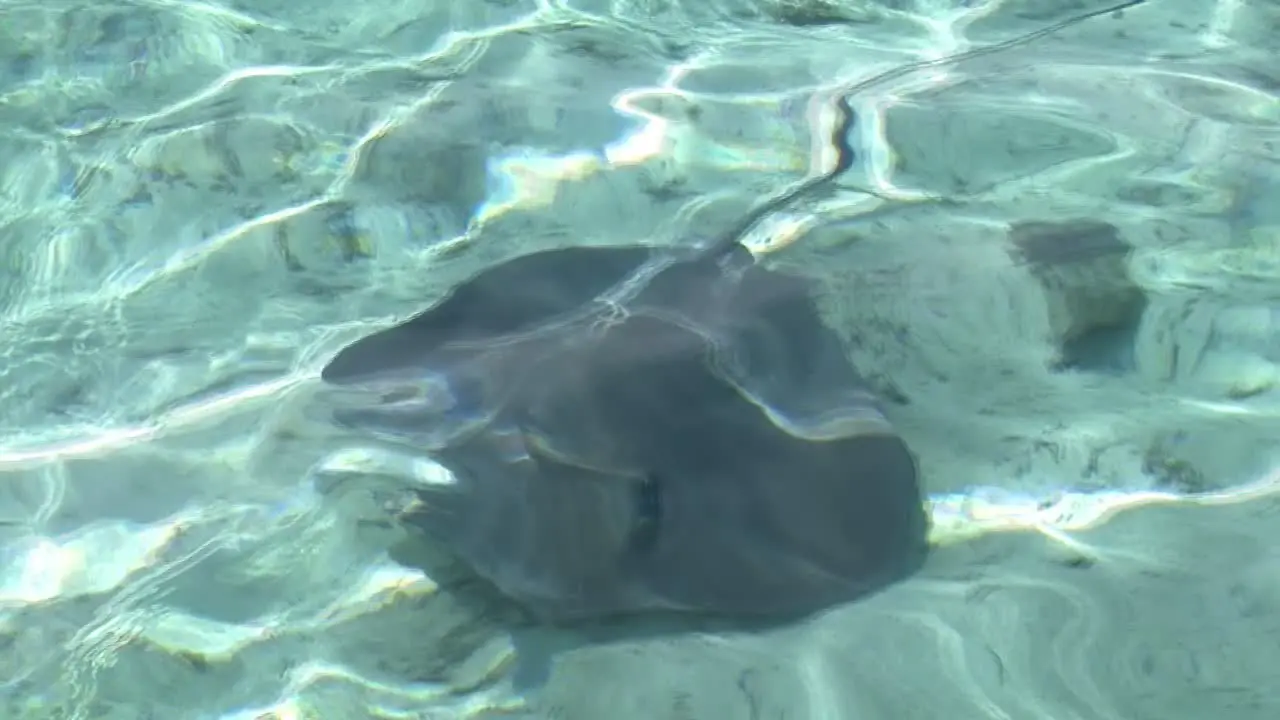 Swimming with stingrays in Bora Bora French Polynesia