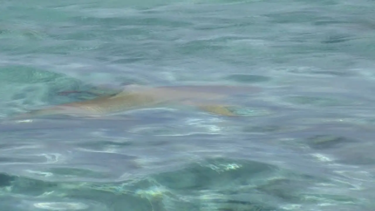 Sharks in Bora Bora French Polynesia