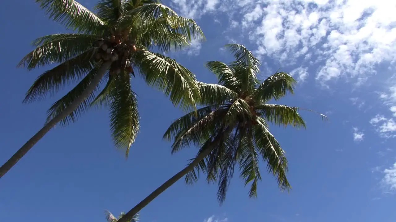 Leaning palm trees in Bora Bora French Polynesia