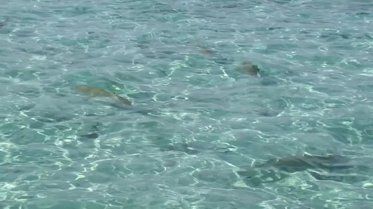 Swimming with sharks in Bora Bora French Polynesia