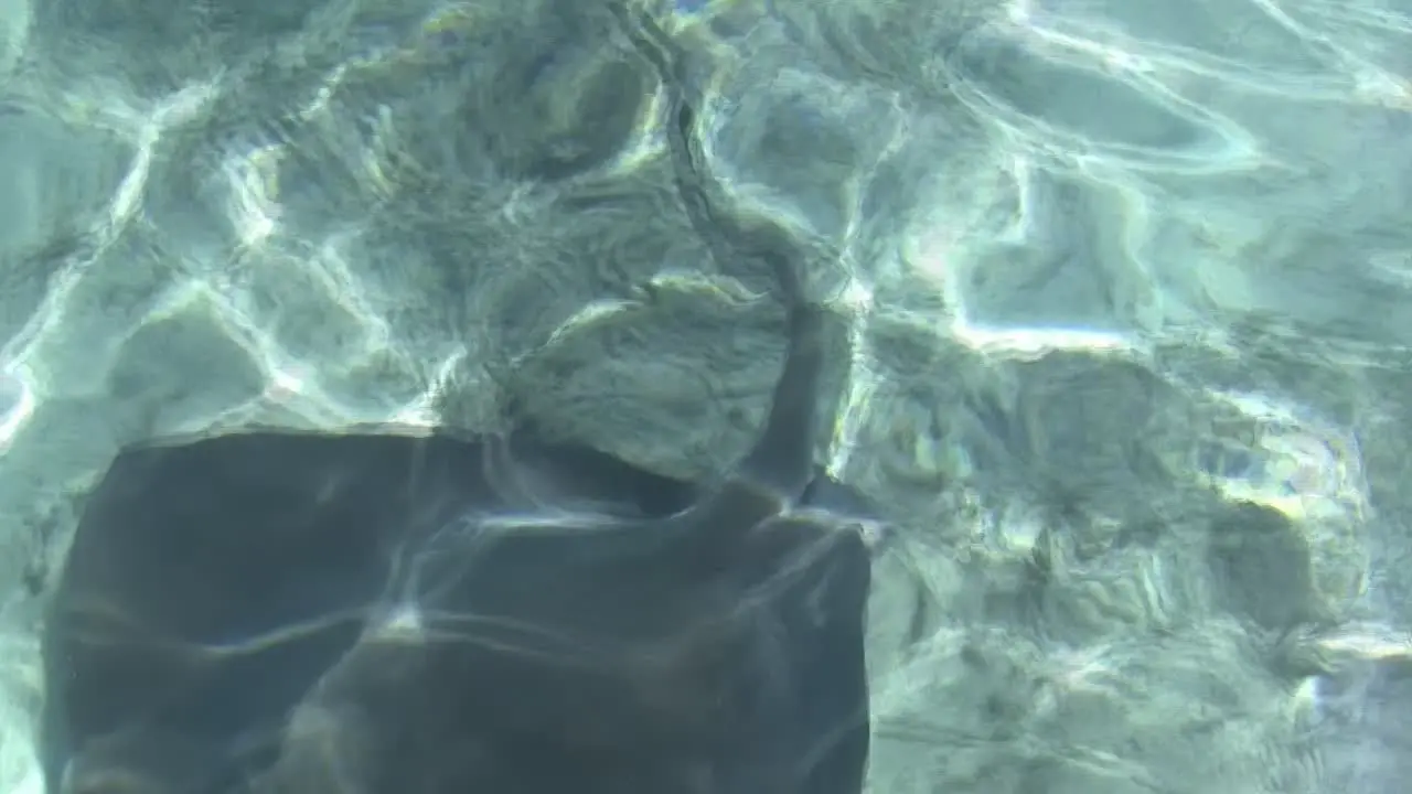 Stingrays in Bora Bora French Polynesia