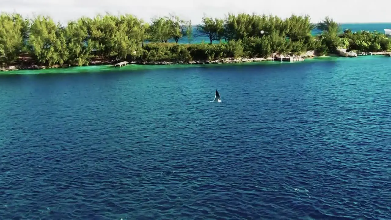 A single seagull flying over ocean at Nassau