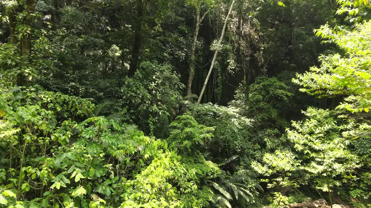 amazing drone flight in the middle of the jungle