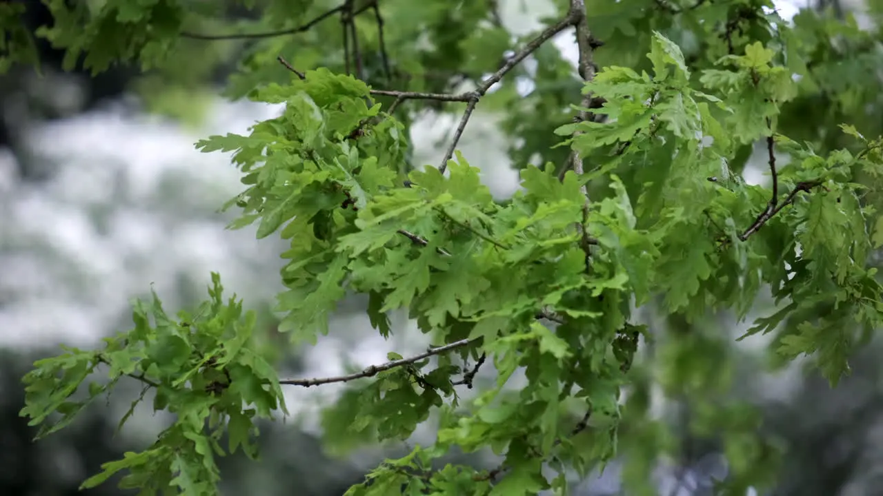 A brisk unseasonal Spring wind blowing through the trees in woodland in England UK