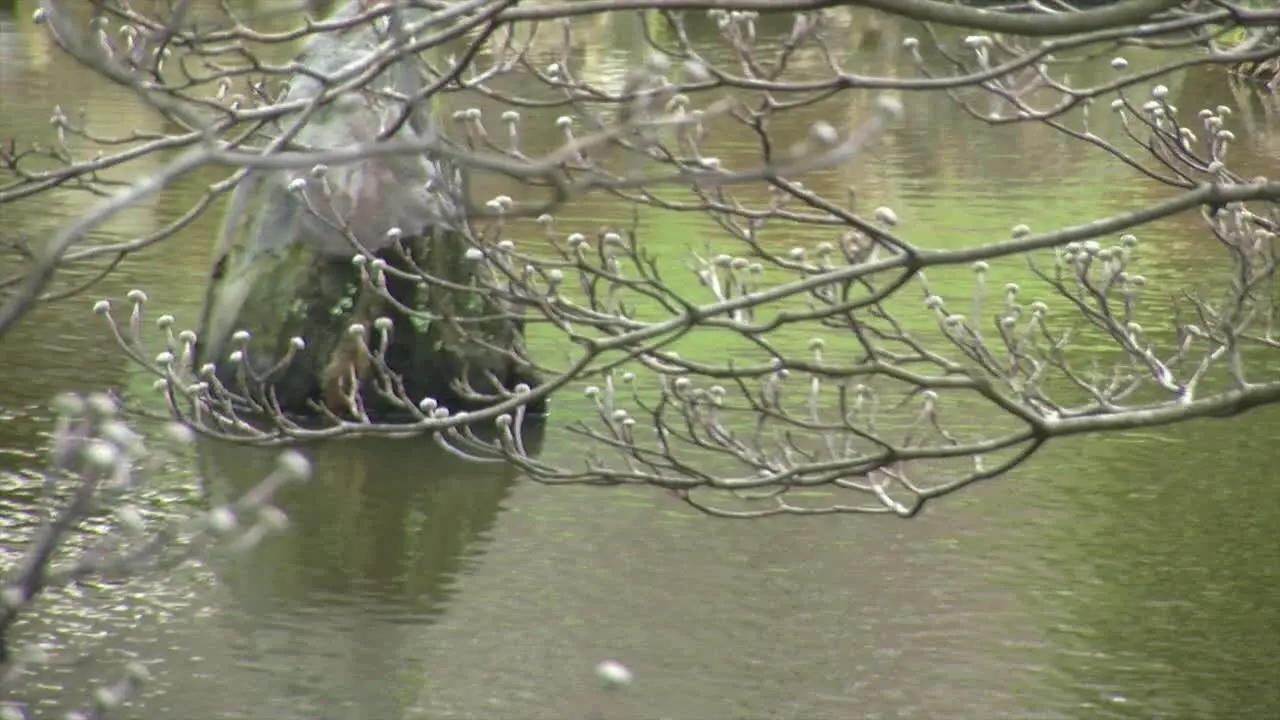 Dogwood tree branches with early spring buds and pond in background