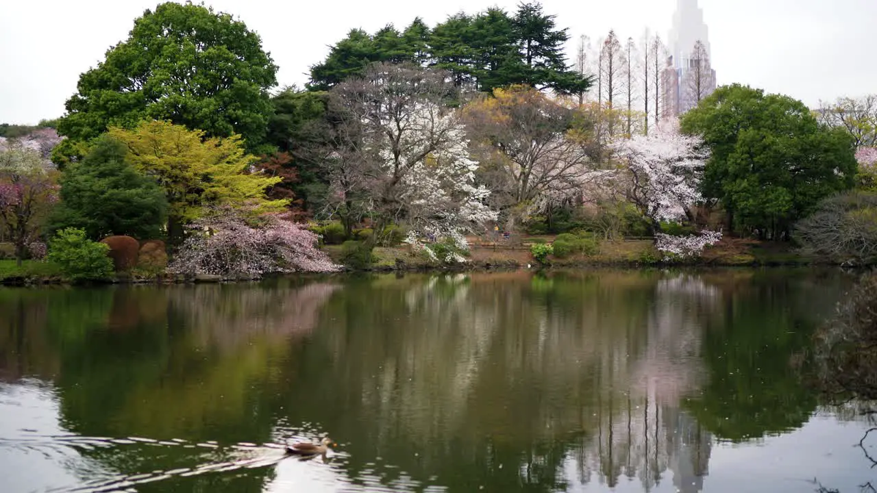 Lake in Middle of Cherry Blossom Garden with Duck Wading in Water in Japan Shinjuku Gyopen National Garden