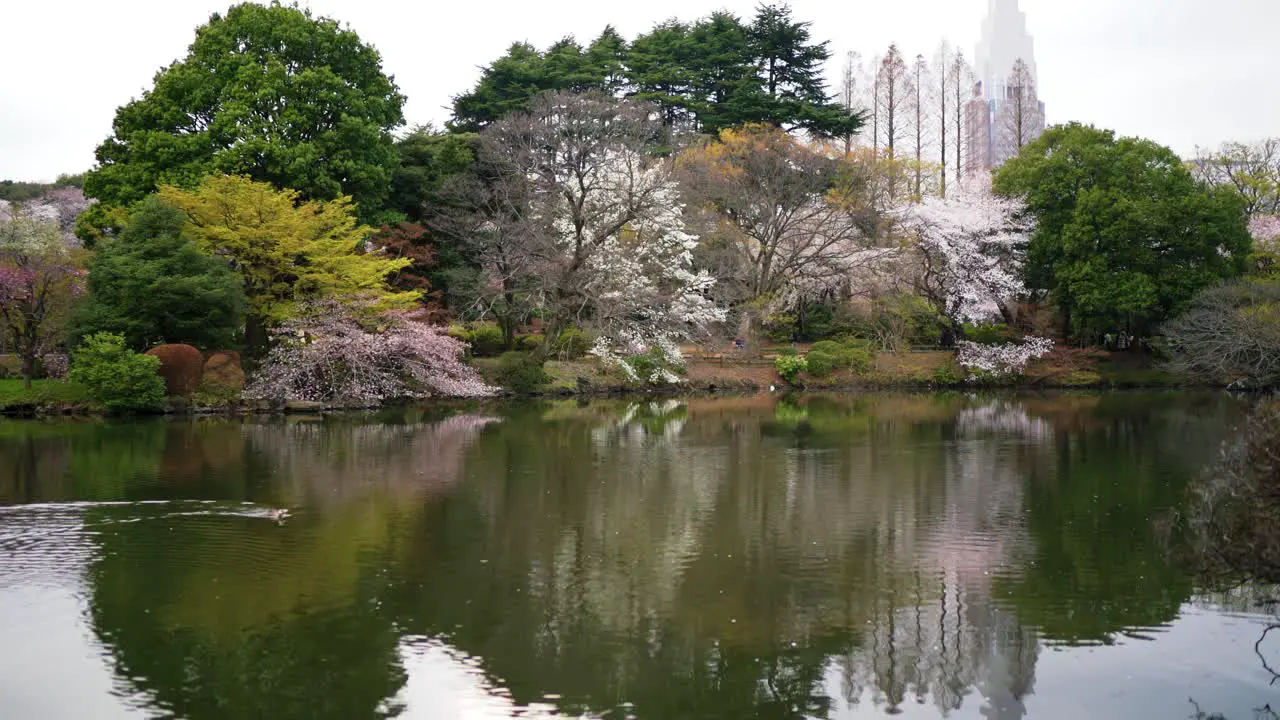 Duck Wading Through Cherry Blossom Park in Japan 4K Sakura Blossom Trees at Shinjuku Gyoen National Garden